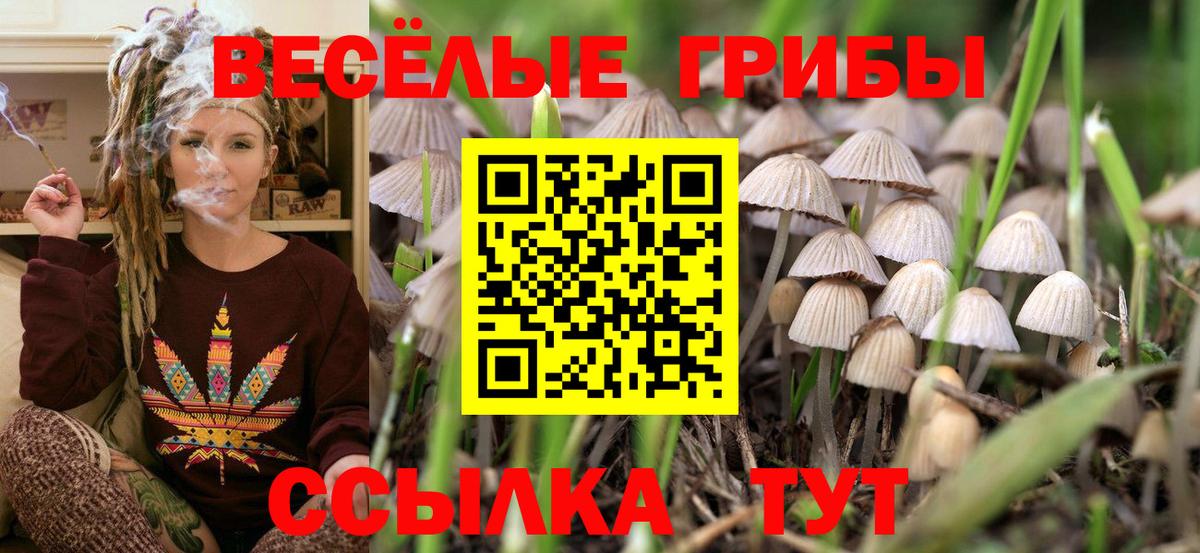 Галлюциногенные грибы Psilocybe Омск